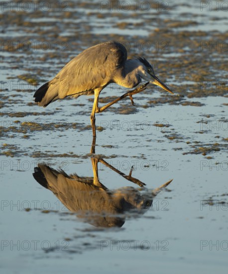 Grey heron (Ardea cinerea) stands in the shallow water zone of a lake and cleans itself, blue water, Lower Saxony, Germany