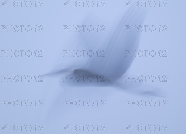 Grey heron (Ardea cinerea) in flight, motion blur, long exposure, pulling, wiping effect, Lower Saxony, Germany