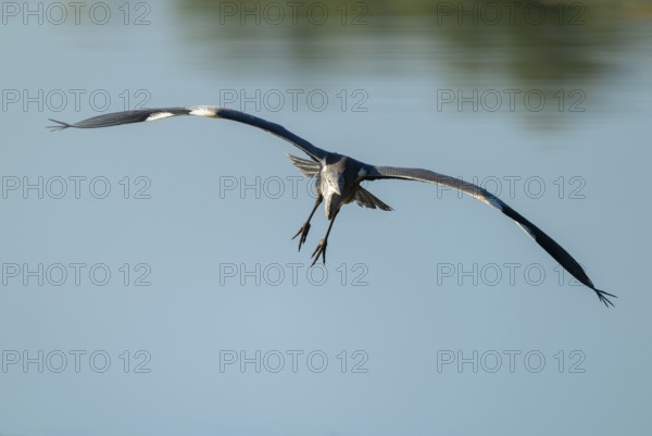 Grey heron (Ardea cinerea) flying over a lake, blue water, Lower Saxony, Germany