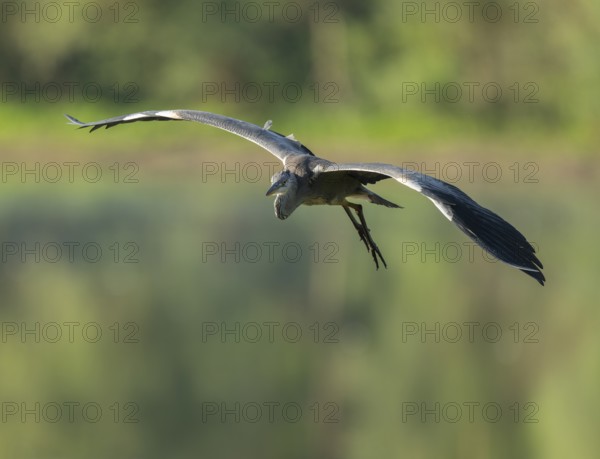 Grey heron (Ardea cinerea) flying over a wetland, Lower Saxony, Germany