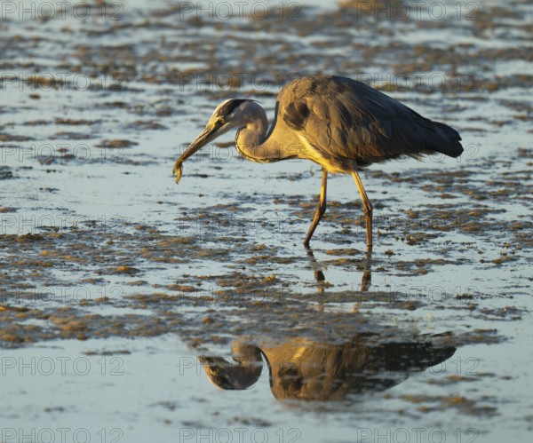 Grey heron (Ardea cinerea) searching for food in the shallow water zone of a lake, blue water, Lower Saxony, Germany