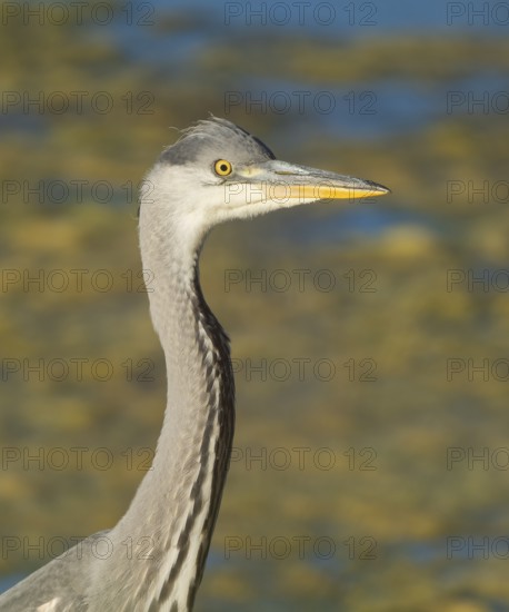 Grey heron (Ardea cinerea), portrait, Lower Saxony, Germany
