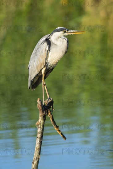 Grey heron (Ardea cinerea) stands on a dead branch at a lake, blue water, Lower Saxony, Germany