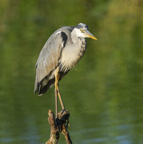 Grey heron (Ardea cinerea) stands on a dead branch on a lake, Lower Saxony, Germany