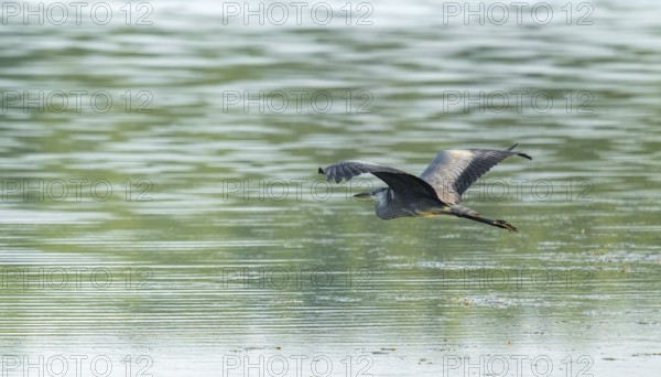 Grey heron (Ardea cinerea) flying over a lake, Lower Saxony, Germany