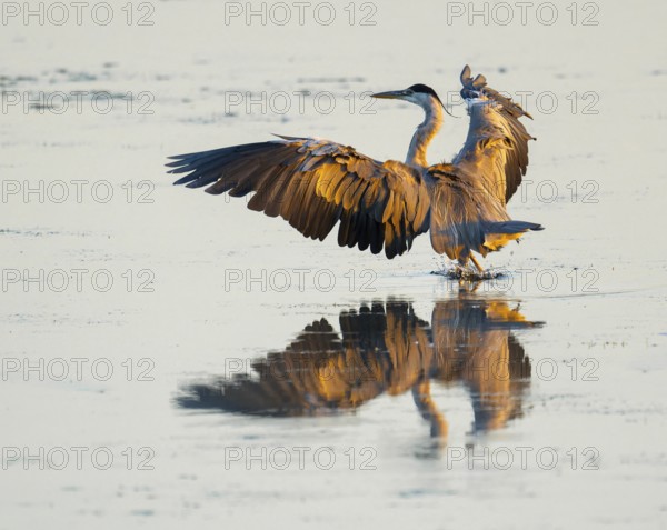 Grey heron (Ardea cinerea) lands in warm morning light with spread wings in the shallow water zone of a lake, Lower Saxony, Germany