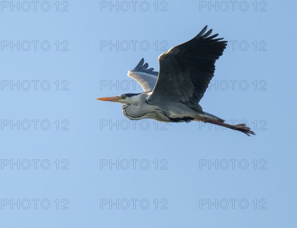 Grey heron (Ardea cinerea), flying, blue sky, Lower Saxony, GermanyGermany