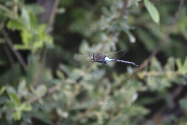 Dragonfly in flight, summer, Germany