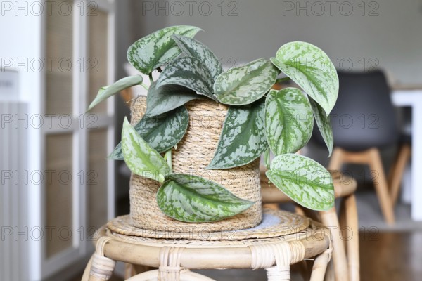 Exotic 'Scindapsus Pictus Exotica' or 'Satin Pothos' houseplant with velvet texture and silver spot pattern in Boho style flower pot in living room