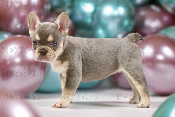 Cute 6 weeks young healthy French Bulldog dog puppy with husky markings standing in front of colorful balloons background