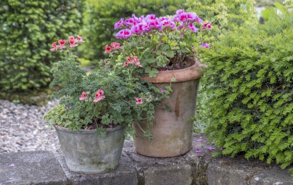 Two flower pots with colorful perlagonias and lots of greenery in a garden, Münsterland, North Rhine-Westphalia, Germany