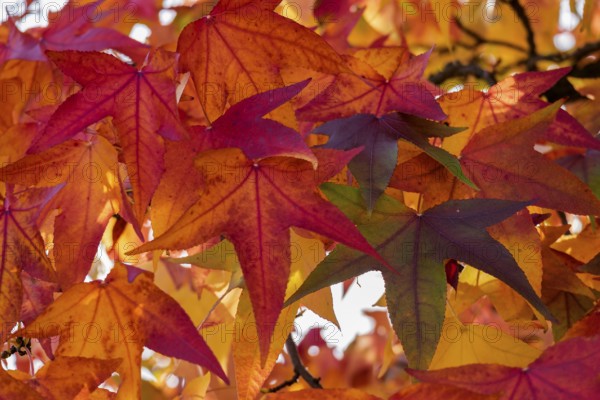 Colourful autumn leaves in red and orange create a warm autumn atmosphere, Münsterland, North Rhine-Westphalia, Germany