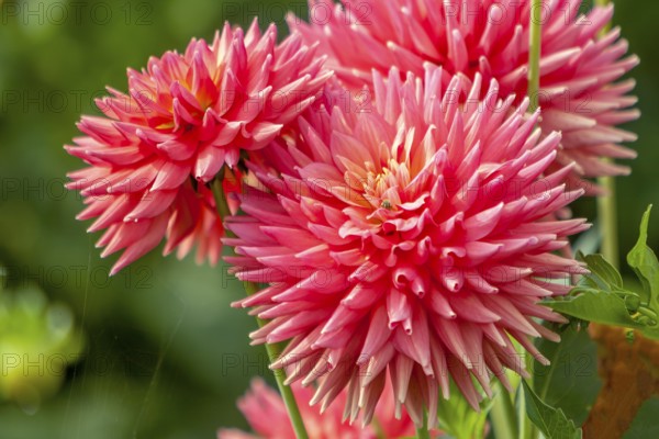 Detailed view of pink cactus dahlias with green surroundings and natural flair, Palatinate, Rhineland-Palatinate, Germany