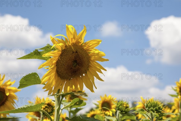 Sunflowers (Helianthus annuus), sunflower field against a cloudy sky, Palatinate, Rhineland-Palatinate, Germany