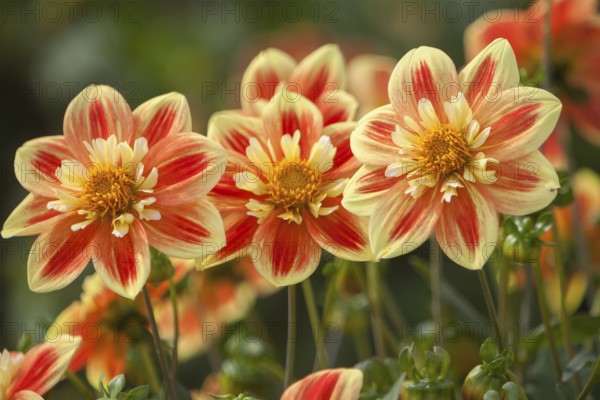 Yellow-red dahlias with a unique pattern stand in a natural environment, Palatinate, Rhineland-Palatinate, Germany