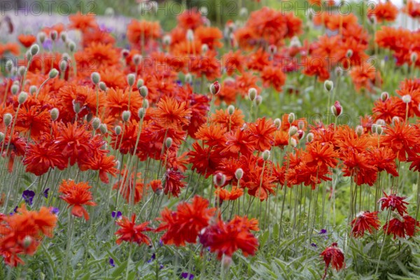 Stuffed poppies (papaver), Palatinate, Rhineland-Palatinate, Germany