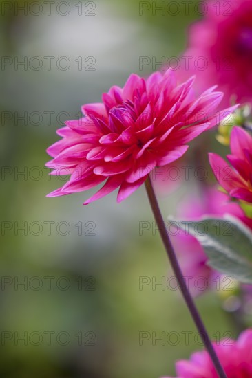 Close-up of red dahlia with blurred background and green leaves, Münsterland, North Rhine-Westphalia, Germany