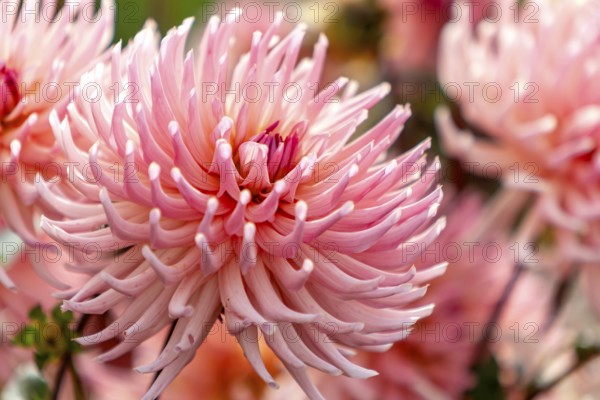 Close-up of pink dahlias with soft colors and natural atmosphere, Palatinate, Rhineland-Palatinate, Germany