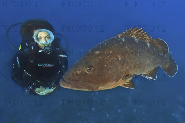 Underwater photo of female diver looking at swimming right next to large brown grouper (Epinephelus marginatus), Mediterranean