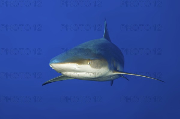 Underwater photo of large blacktip reef shark (Carcharhinus melanopterus) Blacktip reef shark swimming close to observer, Pacific Ocean, Yap Island, Yap State, Caroline Islands, FSM, Federated States of Micronesia, Australia, Oceania