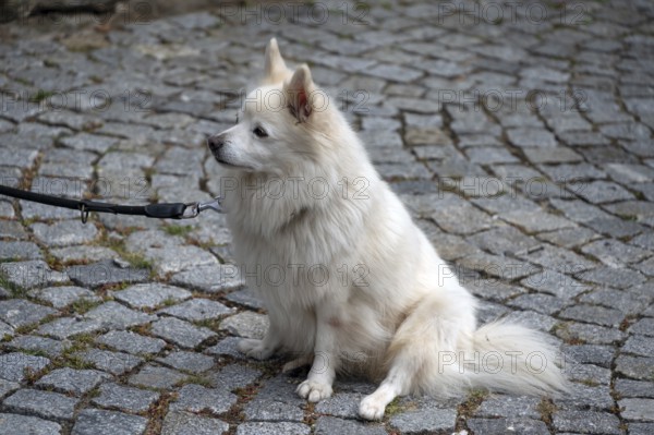 Dog, Pygmy Spitz (Pomeranian) on a leash, Bavaria, Germany