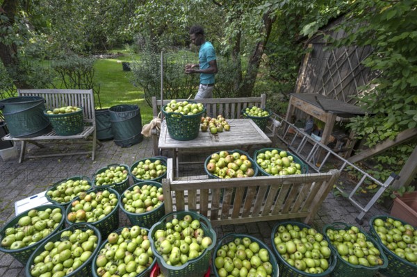 Apple harvest (Malus), apples collected in baskets, Lauf an der Pegnitz, Middle Franconia, Bavaria, Germany