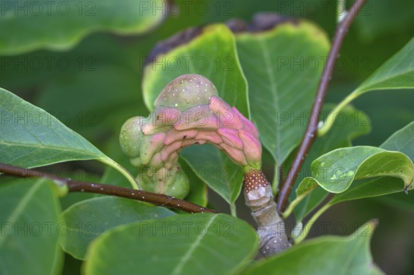 Fruit, follicle of a large-leaf magnolia (Magnolia macrophylla Michx.), Bavaria, Germany