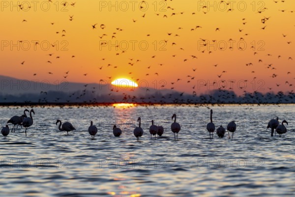 Pink flamingos (Phoenicopterus roseus) in the water at sunrise, Lake Kerkini, Greece