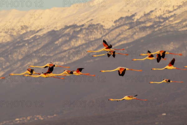 Pink flamingos (Phoenicopterus roseus) in flight in front of snow-covered mountains, Lake Kerkini, Greece