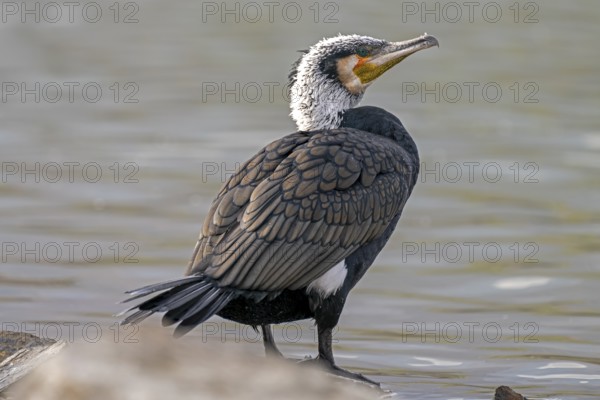 Great Cormorant (Phalacrocorax carbo), in its plumage, at the lakeshore, Lake Kerkini, Greece