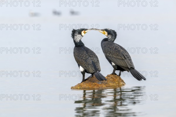 Cormorant (Phalacrocorax carbo), pair in their plumage, mating on a stone in the lake, Lake Kerkini, Greece