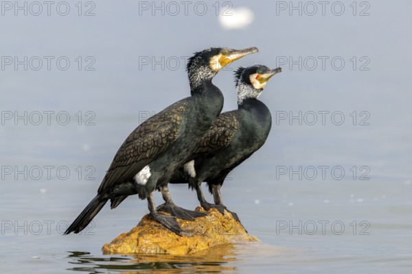 Cormorant (Phalacrocorax carbo), pair in their plumage, on a stone in the lake, Lake Kerkini, Greece