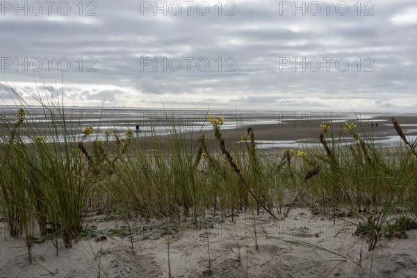 Dune grasses and yellow wildflowers in the sand, behind them 'the mudflats at low tide, Föhr Island, Schleswig-Holstein, Germany