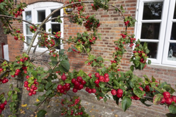 Close-up of bright red ornamental apples on a branch in front of a brick wall in Nieblum, Föhr Island, Schleswig-Holstein, Germany