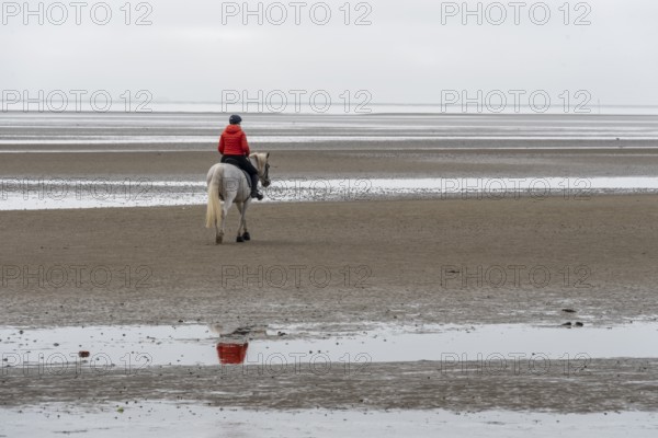 A horsewoman in a red jacket rides a white horse across the mudflats of the island of Föhr, Schleswig-Holstein, Germany