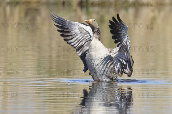Greylag goose (Anser anser), flapping its wings on a pond, Wagbachniederung nature reserve, Waghäusel, Baden-Württemberg, Germany