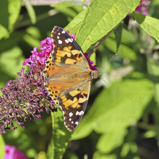 Thistle butterfly (Vanessa cardui) on a Buddleja davidii flower, Wilnsdorf, North Rhine-Westphalia, Germany