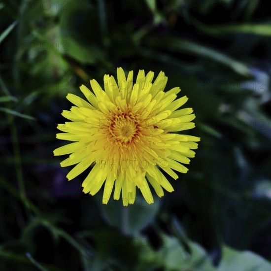 Dandelion (Taraxacum), yellow flowers in a meadow with dark background, close-up, Wilnsdorf, North Rhine-Westphalia, Germany