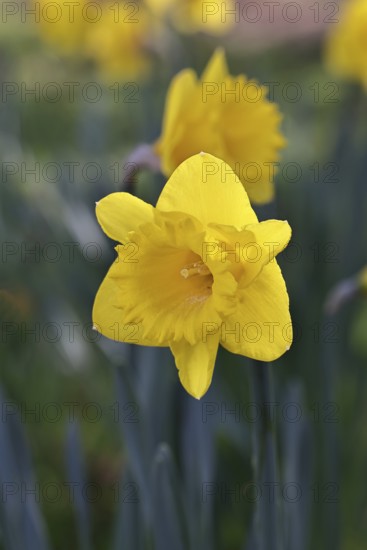 Daffodil (Narcissus), yellow flower in a garden, close-up, Wilnsdorf, North Rhine-Westphalia, Germany