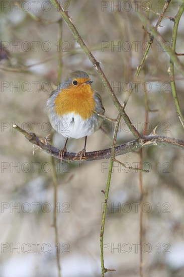 Robin (Erithacus rubecula), on a twig in the branches of a dog rose (Rosa canina), Wilnsdorf, North Rhine-Westphalia, Germany