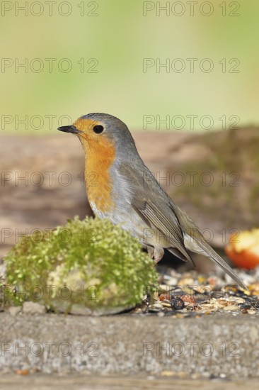 Robin (Erithacus rubecula), on mossy ground in the garden, Wilnsdorf, North Rhine-Westphalia, Germany