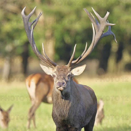 Red deer (Cervus elaphus), capital stag in a forest clearing, animal portrait, looking into the camera, wildlife, Sauerland, North Rhine-Westphalia, Germany