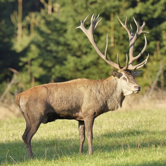 Red deer (Cervus elaphus) in rutting season, capital stag in a forest clearing, animal portrait, wildlife, autumn, Sauerland, North Rhine-Westphalia, Germany
