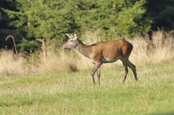 Red deer (Cervus elaphus) female, doe in a forest clearing, wildlife, Sauerland, North Rhine-Westphalia, Germany