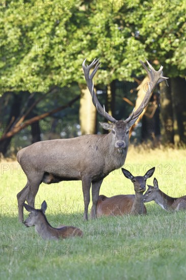 Red deer (Cervus elaphus) in rutting season, capital stag with hinds in a forest clearing, animal portrait, wildlife, autumn, Sauerland, North Rhine-Westphalia, Germany