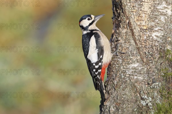 Great spotted woodpecker (Dendrocopos major) male sitting on a birch trunk, Animals, Birds, Woodpeckers, Wilnsdorf, North Rhine-Westphalia, Germany