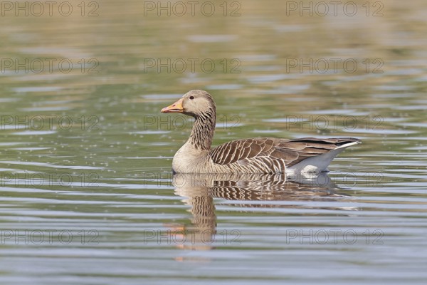 Greylag goose (Anser anser), swimming on a pond, Wagbachniederung nature reserve, Waghäusel, Baden-Württemberg, Germany