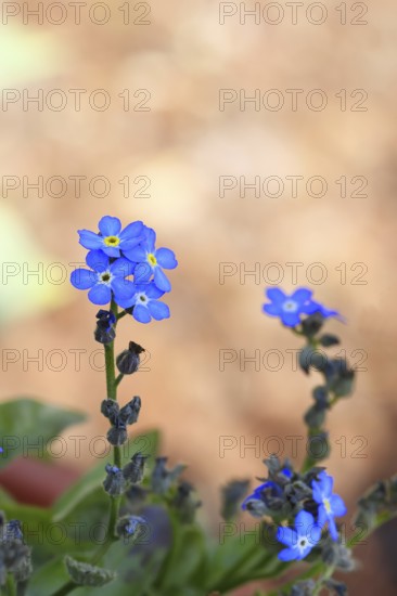 Marsh forget-me-not (Myosotis palustris), true forget-me-not in bloom in spring, close-up, Wilnsdorf, North Rhine-Westphalia, Germany