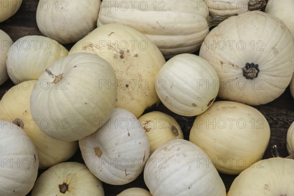 Several white pumpkins lying close together on a wooden surface, Münsterland, North Rhine-Westphalia, Germany