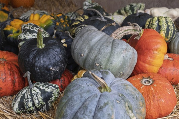 Various colourful pumpkins on straw, creating an autumnal atmosphere, Münsterland, North Rhine-Westphalia, Germany